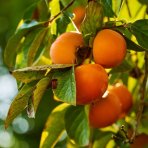 Ebenovník rajčiakový (Diospyros kaki) HURMIKAKI ´JIRO´ – výška 150–170 cm, obvod kmeňa 4/6 cm, kont. C10L (-18°C)