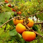 Ebenovník rajčiakonosný (Diospyros Kaki) HURMIKAKI ´VANIGLIA´ – výška 150–170 cm, obvod kmeňa 4/6 cm, kont. C10L (-18°C)