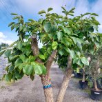 Ebenovník rajčiakonosný (Diospyros Kaki) HURMIKAKI ´TIPO´ - výška 120-140 cm, obvod kmeňa 30 cm, kont. C70L (-18°C) BONSAJ - STARÝ VZÁCNY EXEMPLÁR