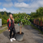 Ebenovník rajčiakonosný (Diospyros Kaki) HURMIKAKI ´TIPO´ - výška 120-140 cm, obvod kmeňa 30 cm, kont. C70L (-18°C) BONSAJ - STARÝ VZÁCNY EXEMPLÁR