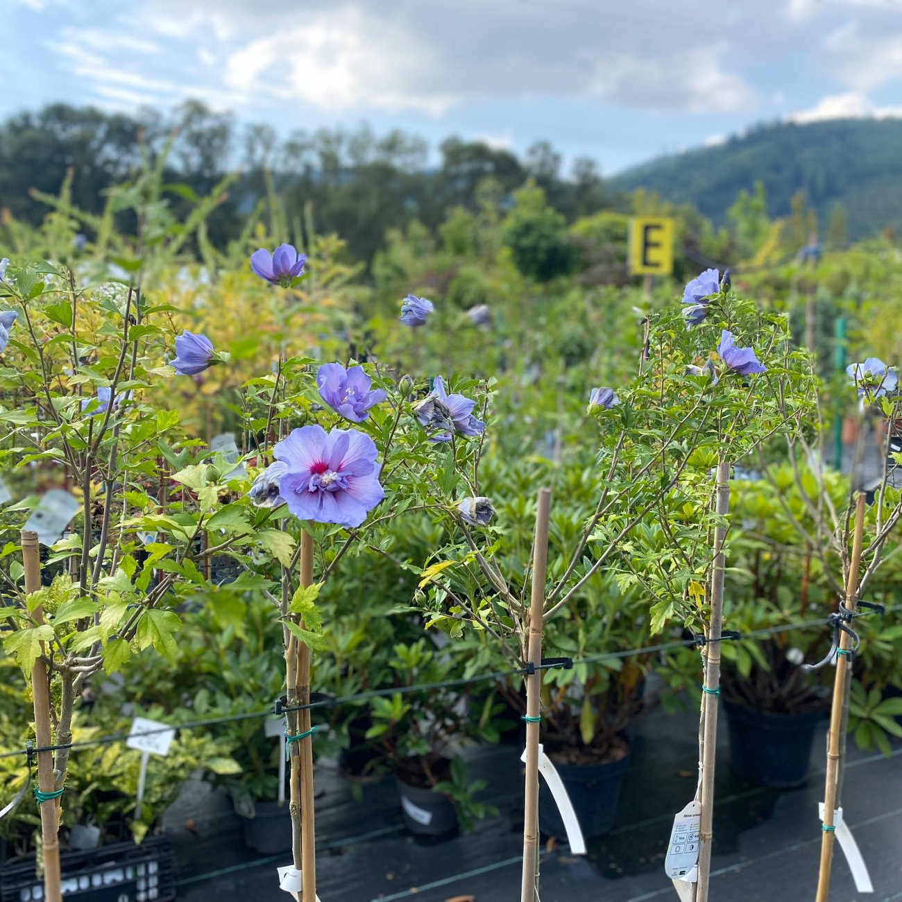 Obrázok Ibištek sýrsky (Hibiscus Syriacus) ´BLUE CHIFFON´® - výška 120-140 cm, kont. C5L - NA KMIENKU
