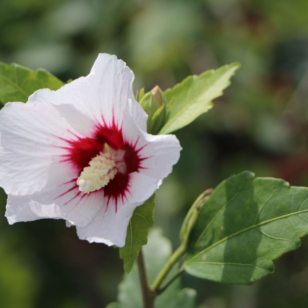 Obrázok Ibištek sýrsky (Hibiscus syriacus) ´MONSTROSUS´ – výška 110-130 cm, kont. C5L