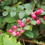 Imelovník chenaultov (Symphoricarpos chenaultii) ´HANCOCK´ - výška 30-50 cm, kont. C2L