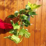 Potosovec zlatý (Epipremnum) ´AUREUM´ - výška 30-40 cm, kont. C1.5L DRUHÁ ŠANCA