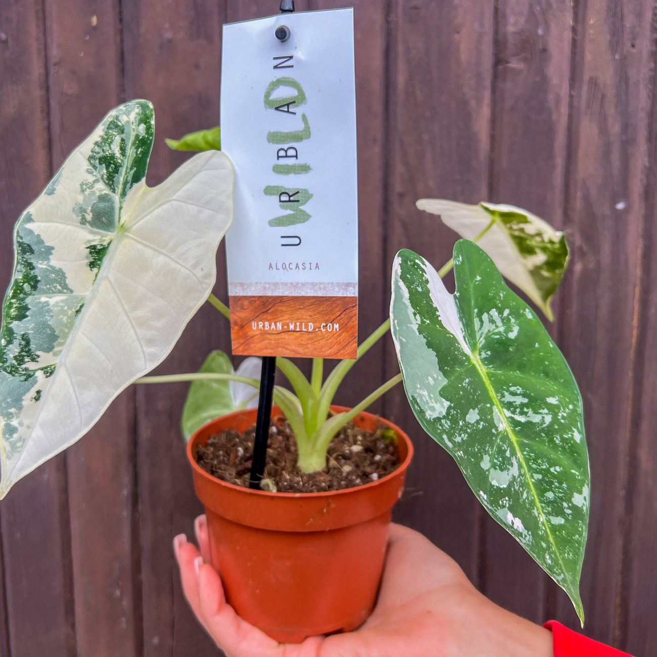 Obrázok Alokázia (Alocasia micholitziana) ´FRYDEK´ variegata - výška 15-20 cm, kont. P9