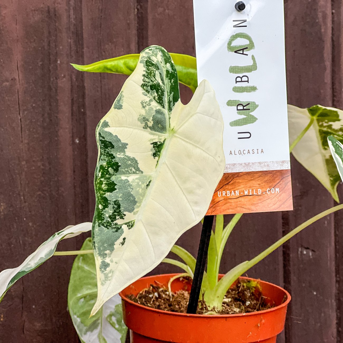Obrázok Alokázia (Alocasia micholitziana) ´FRYDEK´ variegata - výška 15-20 cm, kont. P9