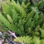 Asparágus (Asparagus densiflorus) 'MEYERI'- výška 25-30 cm, kont.C1L