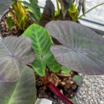 Kolokázia jedlá (Colocasia esculenta) ´ALOHA´ - výška 80-90 cm, kont. C15L
