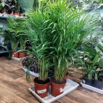 Dypsis žltkastá (Dypsis lutescens) - výška 80-90 cm, kont. C5L