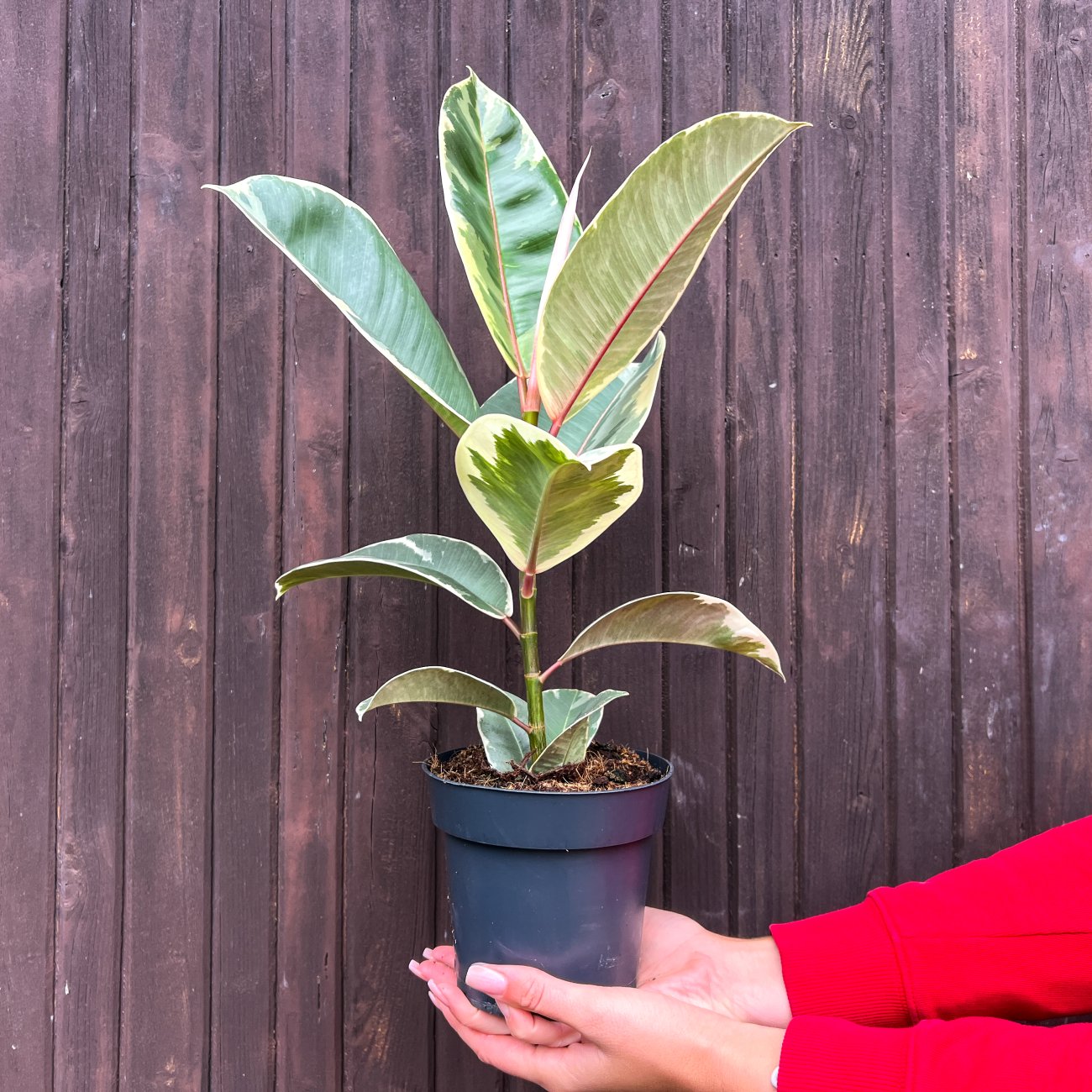 Obrázok Fikus kaučukový (Ficus elastica) ´TINEKE´ - výška 25-35 cm, kont. C1,5L