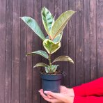 Fikus kaučukový (Ficus elastica) ´TINEKE´ - výška 25-35 cm, kont. C1,5L
