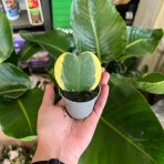 Hoya kerrii (Voskovka srdiečková) ´VARIEGATA´ - výška 5 cm, kont. P6