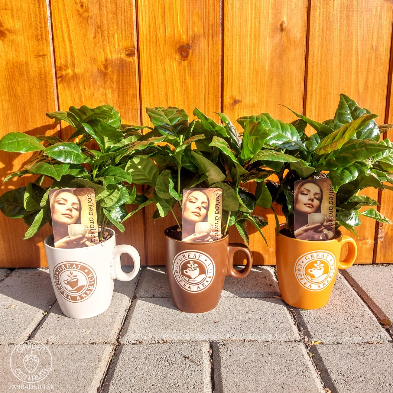 Obrázok Kávovník arabský (Coffea Arabica) - výška 10-15 cm, kont. C1L - V HRNČEKU