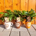 Kávovník arabský (Coffea Arabica) - výška 10-15 cm, kont. C1L - V HRNČEKU