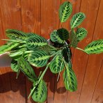 Maranta rebernatá (Maranta leuconeura) ´LEMONLIME´ - výška 15-25 cm ⌀ 30-40 cm, kont. C1L
