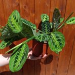 Maranta rebernatá (Maranta leuconeura) ´LEMONLIME´ - výška 15-25 cm ⌀ 30-40 cm, kont. C1L