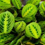 Maranta rebernatá (Maranta leuconeura) ´LEMONLIME´ - výška 15-25 cm ⌀ 30-40 cm, kont. C1L