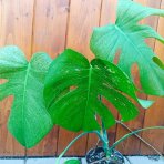 Monstera adansonova (Monstera adansonii) ´MINT´ - výška 30-40 cm, kont. C1L