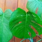 Monstera adansonova (Monstera adansonii) ´MINT´ - výška 30-40 cm, kont. C1L