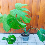 Monstera adansonova (Monstera adansonii) ´MINT´ - výška 30-40 cm, kont. C1L