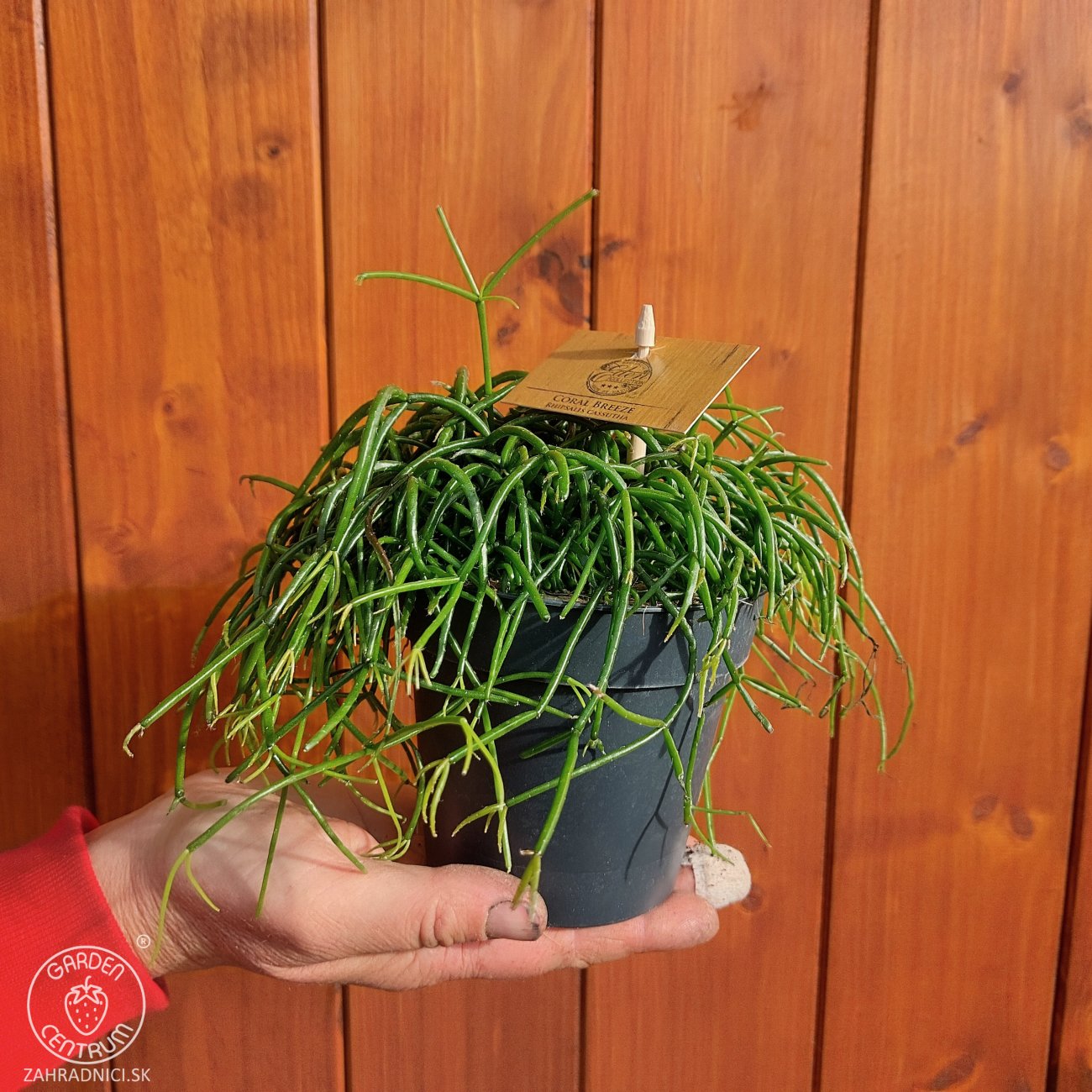 Obrázok Ripsalis (Rhipsalis burchellii) 'CASHERO CORAL BREEZE' - výška 5 cm ⌀ 15 cm, kont. C1L