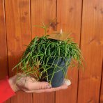 Ripsalis (Rhipsalis burchellii) 'CASHERO CORAL BREEZE' - výška 5 cm ⌀ 15 cm, kont. C1L