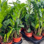 Zamiokulkas (Zamioculcas zamifolia) - výška 20-30 cm, kont. C1L
