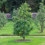 Stĺpovitá jabloň (Malus ballerina) ´BOLERO´® - jesenná, výška 250-270 cm, kont. C70L