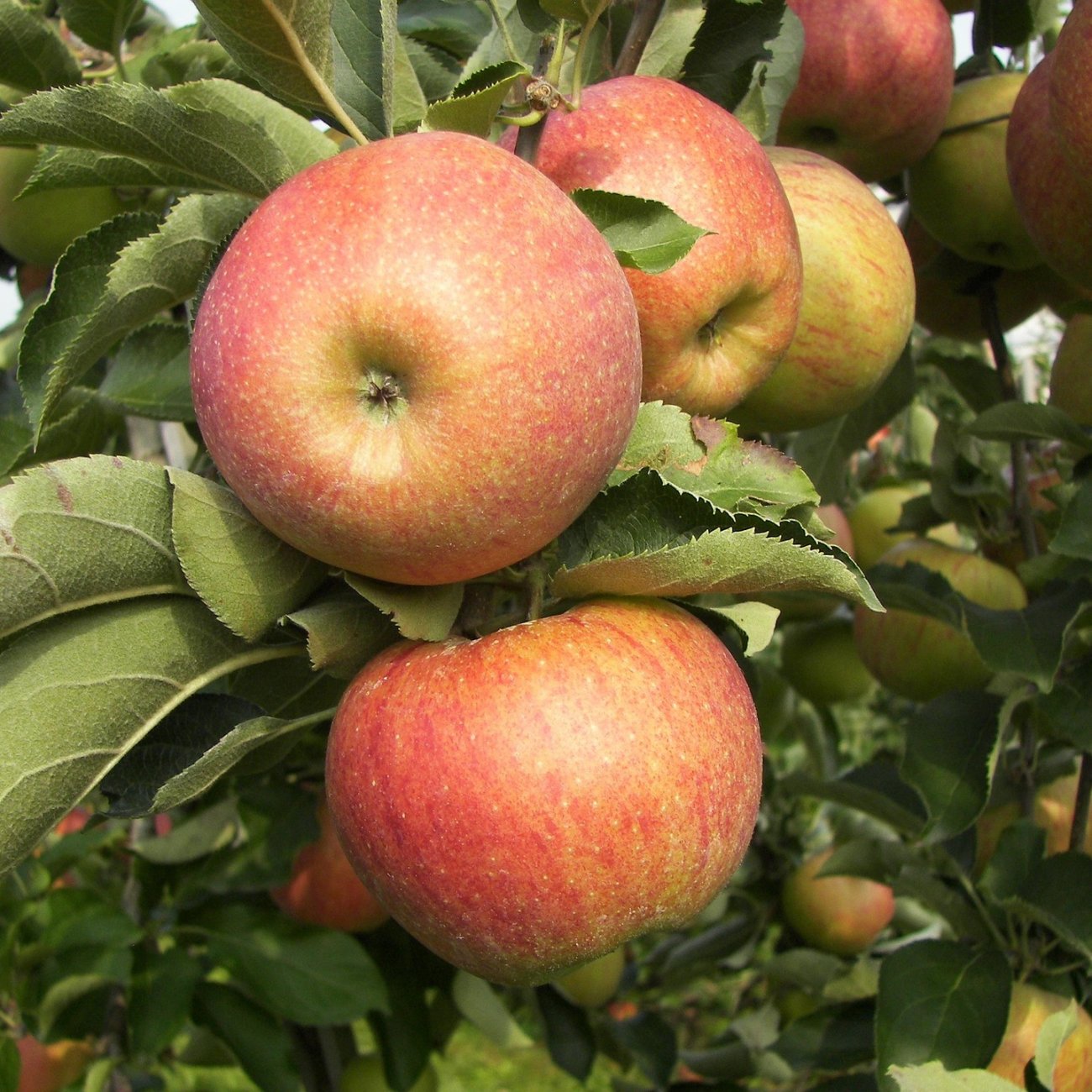 Obrázok Jabloň domáca (Malus domestica) ´DELEGRINA´ - výška 80-100 cm, kont. C10L