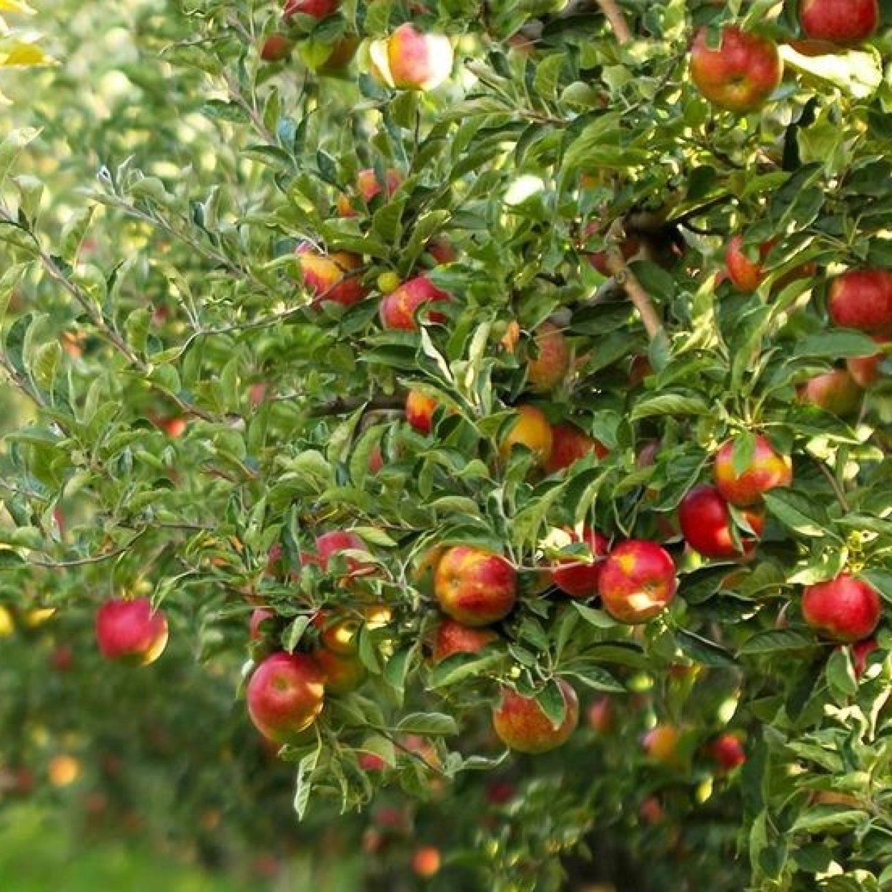Obrázok Jabloň domáca (Malus Domestica) ´GALA´ -zimná, výška 230-250 cm, obvod kmeňa 4/6 cm, kont. C10L