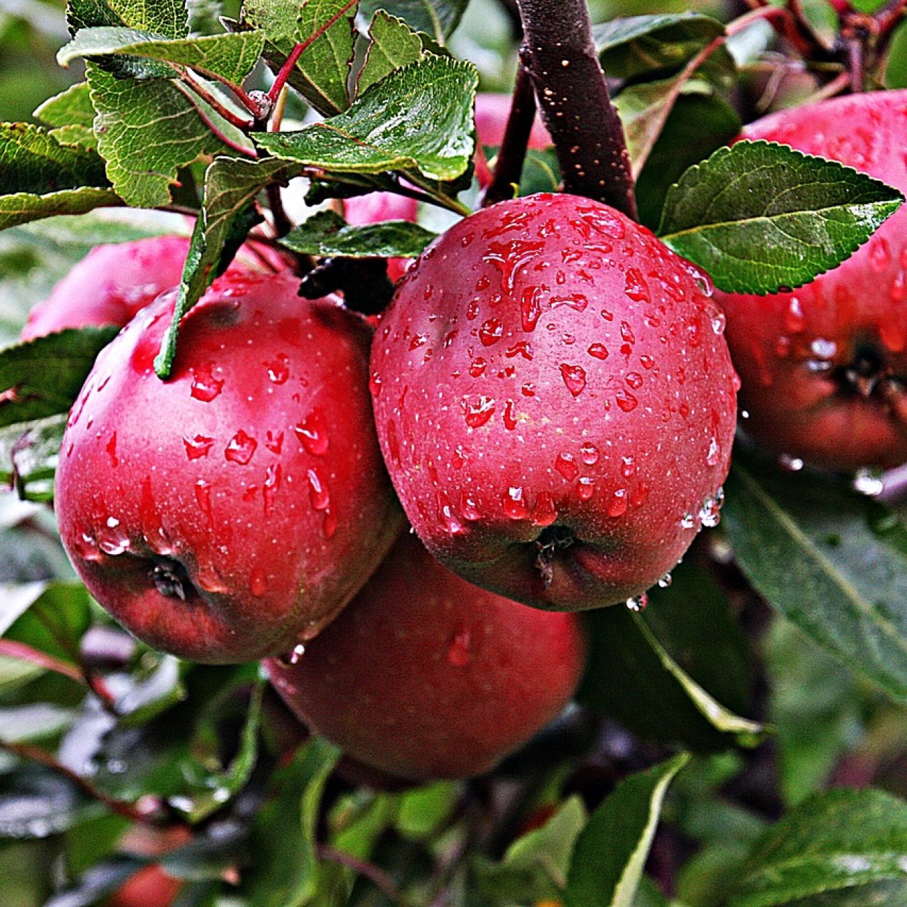 Obrázok Jabloň domáca (Malus domestica) ´JONAPRINCE´ - zimná, výška 120-150 cm, voľnokorenná