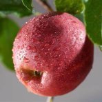 Jabloň domáca (Malus domestica) ´JONATHAN´ - zimná, výška 120-150 cm, voľnokorenná