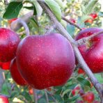 Jabloň domáca (Malus domestica) ´MALINOVÉ HORNOKRAJSKÉ´ - zimná, výška 120-150 cm, voľnokorenná