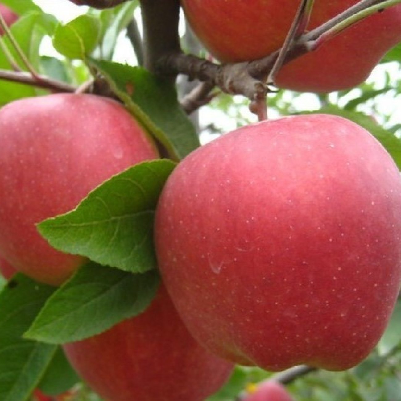 Obrázok Jabloň domáca (Malus Domestica) ´NONETIT - MATČINO´- zimná, výška 120-160 cm, voľnokorenná