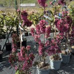 Stĺpovitá jabloň (Malus ballerina) ´MAYPOLE´- jesenná, výška 200-220 cm, kont. C15L