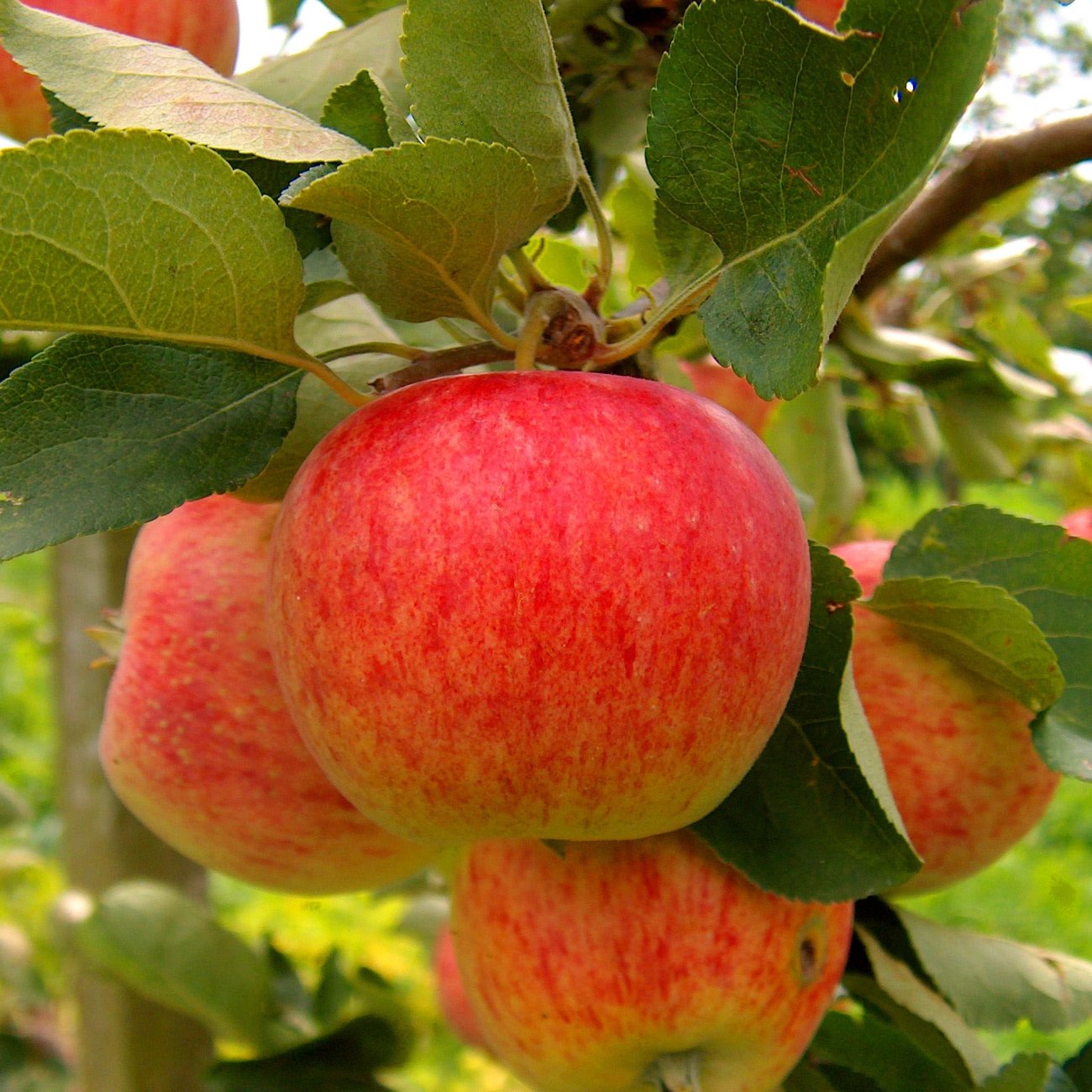 Obrázok Jabloň domáca (Malus Domestica) ´PIROS´ - letná, výška 120-150 cm, voľnokorenná