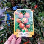 Stĺpovitá jabloň (Malus ballerina) ´POLKA´® - jesenná, výška 220-250 cm, kont. C70L