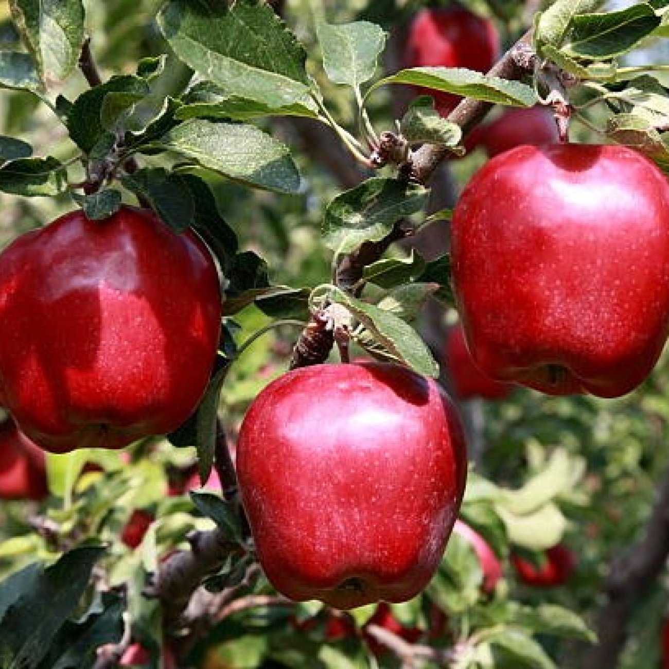 Obrázok Jabloň domáca (Malus domestica) ´STARKING´ - zimná, výška 110-130 cm, voľnokorenná