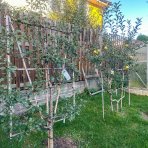 Jabloň domáca (Malus domestica) ´FUJI´ - zimná, výška 140-150 cm, obvod kmeňa 12/14 cm, kont. C45L - TVAROVANÁ STENA (dvojité ´U´)