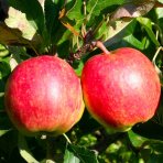 Jabloň domáca (Malus domestica) ´TOPAZ´ - zimná, výška 120-150 cm, voľnokorenná