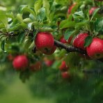 Jabloň domáca (Malus domestica) ´ŠAMPION´ - zimná, výška 120-150 cm, voľnokorenná