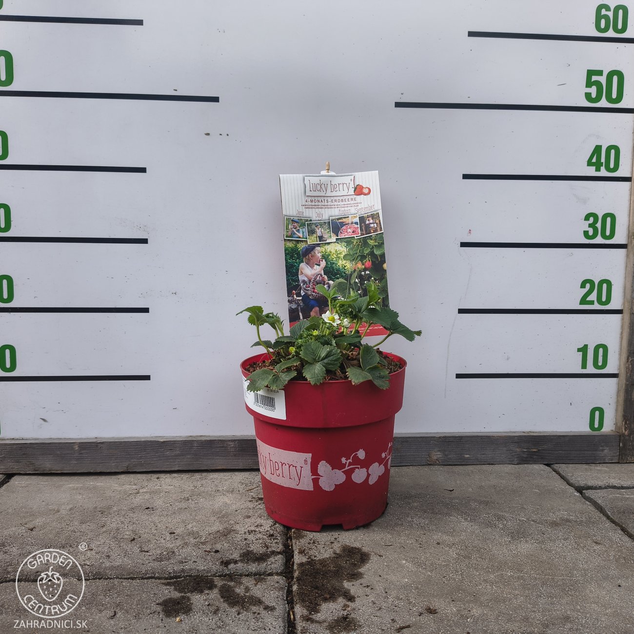 Obrázok Jahoda previslá (Fragaria) ´LUCKY BERRY´ - výška 10-15 cm, kont. C5L