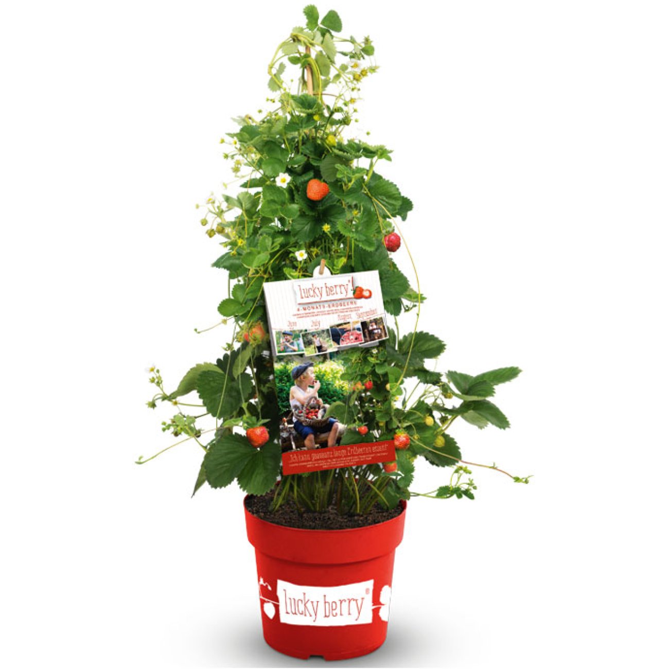 Obrázok Jahoda previslá (Fragaria) ´LUCKY BERRY´ - výška 10-15 cm, kont. C5L