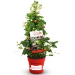 Jahoda previslá (Fragaria) ´LUCKY BERRY´ - výška 10-15 cm, kont. C5L