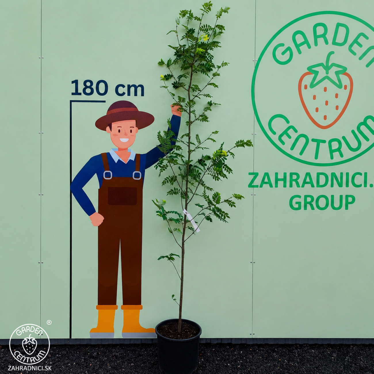 Obrázok Jarabina vtáčia (Sorbus aucuparia) - výška 200-250 cm, kont. C30L