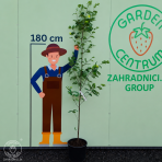Jarabina vtáčia (Sorbus aucuparia) - výška 200-250 cm, kont. C30L