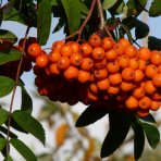 Jarabina vtáčia (Sorbus aucuparia) ´EDULIS´ - výška 250-260 cm, obvod kmeňa 6/8 cm, kont. C18L