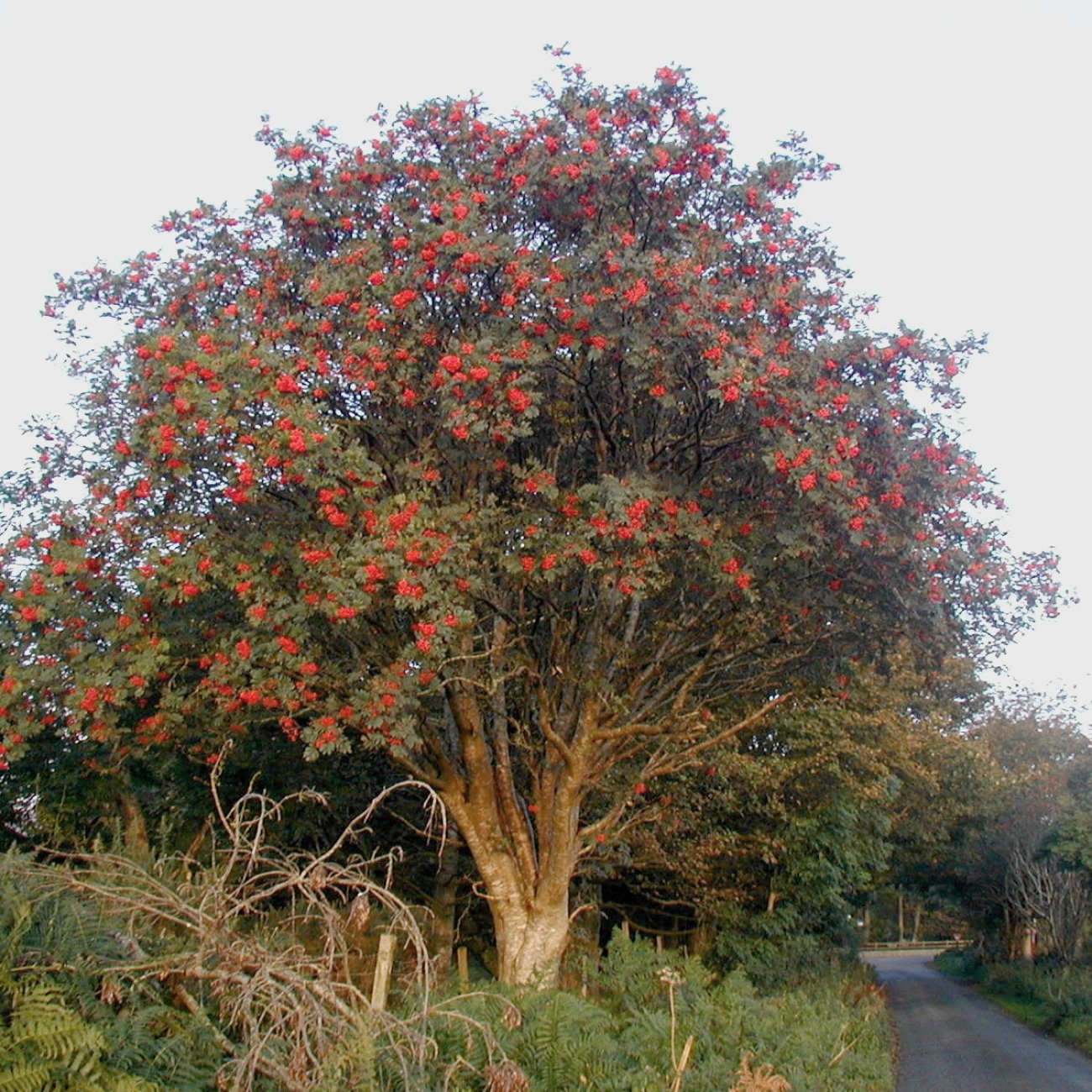 Obrázok Jarabina vtáčia (Sorbus aucuparia) ´EDULIS´ - výška 250-260 cm, obvod kmeňa 6/8 cm, kont. C18L