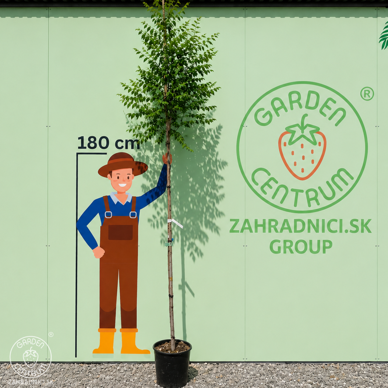 Obrázok Jaseňovec metlinatý (Koelreuteria paniculata) ‘FASTIGIATA’ – výška 240-320 cm, kont. C18L - NA KMIENKU