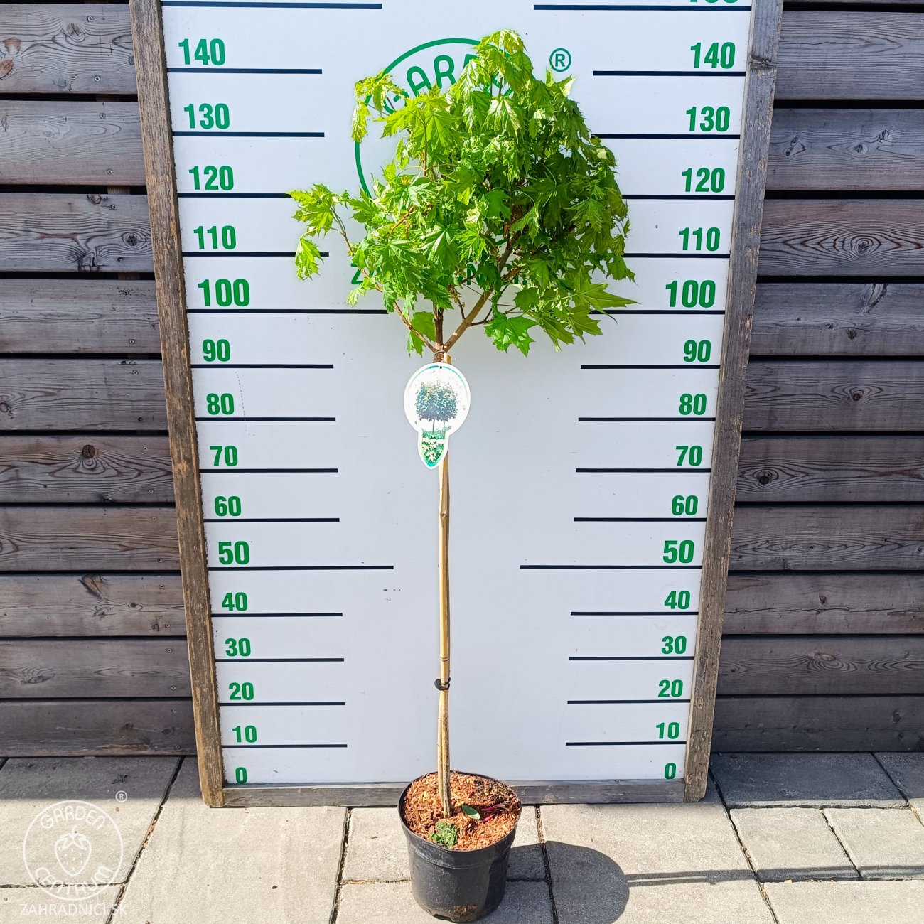Obrázok Javor mliečny (Acer platanoides) ‘GLOBOSUM’ - výška 120-130 cm, kont. C5L - NA KMIENKU